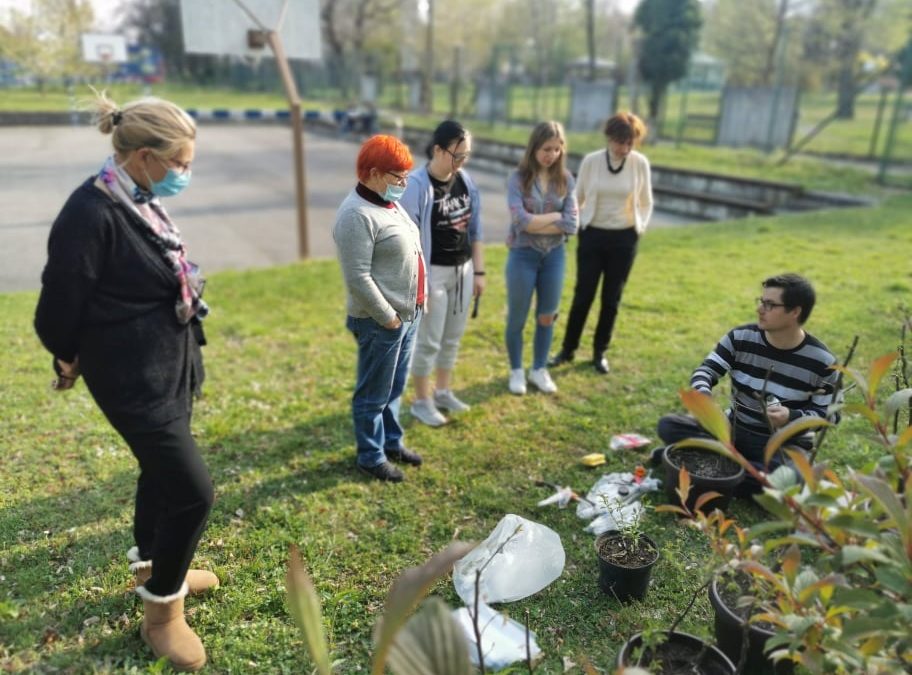 Cepljenje drevja v Liziki