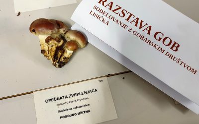 Gobarska razstava v Liziki